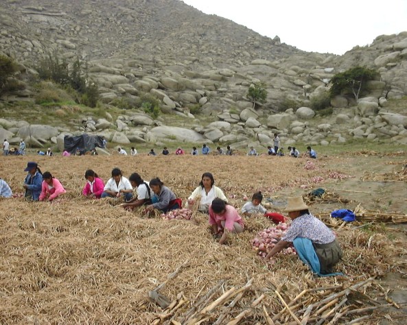 Cosecha de cebolla 05-10-01 Trabajo de la mujer en la cocecha de cebolla en Huanchuy - Casma (Ancash)