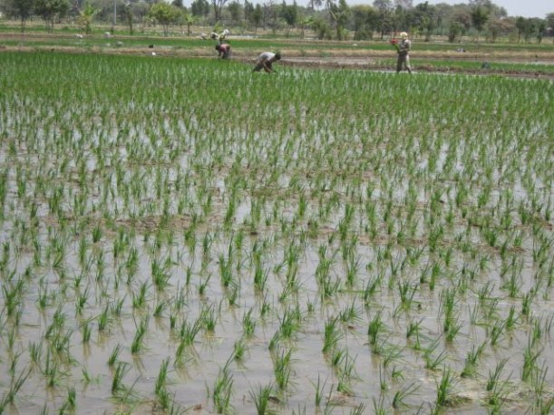 Campos de arroz en Piura