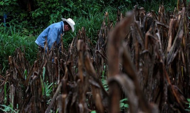 Sequia en Centroamerica 2