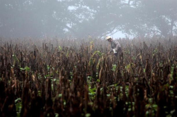 Sequia en Centroamerica