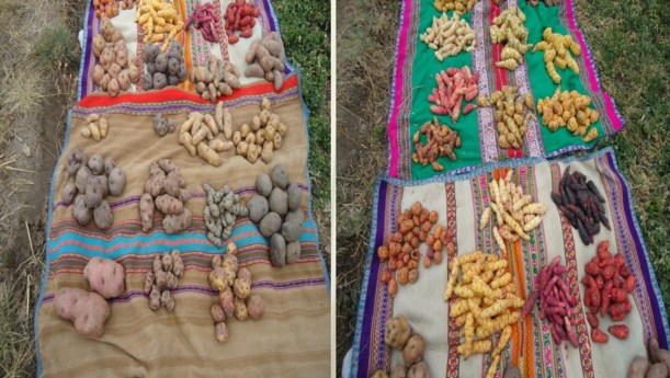 La pequeña y mediana agricultura es la base de la seguridad alimentaria