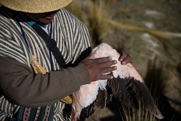 Emilio Huanaco con su última ala de flamenco, cuyas plumas se usan para bajar la fiebre Credit Josh Haner/The New York Times
