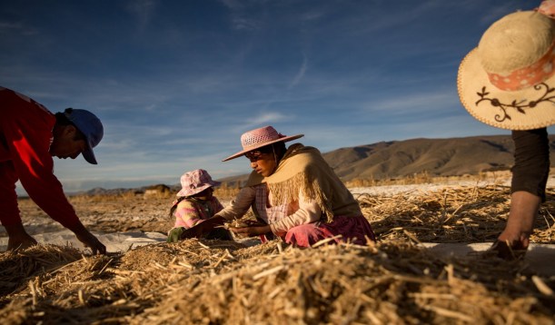 Personas de Llapallapani cosechando en los campos de quinua Credit Josh Haner/The New York Times