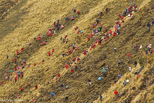 Los bosques estaba a punto de desaparecer, hoy la realidad es distinta para los comuneros de Vilcanota. Foto: Alejandro Tello.